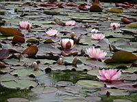 Nenuphars (prise a Giroussens, Jardin des Martels)(3)